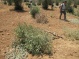 WATCH: Olive trees destroyed by settlers in South Hebron Hills